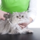 Grooming katte: funktioner og anbefalinger