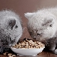 Dry food for kittens: tips for choosing and application features