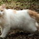 Fourgon turc: description de la race de chats, entretien et élevage
