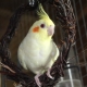 Care and maintenance of a parrot cockatiel