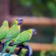 Arten von mittelgroßen Papageien und Regeln für ihre Pflege