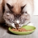Makanan basah super premium untuk kucing: komposisi, jenama, pemilihan