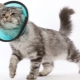 Halsband voor een kat: kenmerken, selectie, fabricage en toepassing