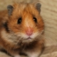 Everything you need to know about hamsters