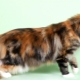 Everything you need to know about tortoiseshell Maine Coons