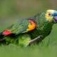 Viss, kas jums jāzina par Amazones papagaiļiem