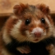 Everything you need to know about Siberian hamsters