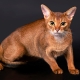 Viss, kas jums jāzina par Abisīnijas kaķiem un kaķiem