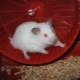 All about white Dzungarian hamsters