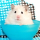 All about white hamsters