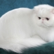 Viss par baltajiem persiešu kaķiem un kaķiem