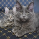 All about blue Maine Coons