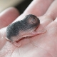 Alles über neugeborene Hamster
