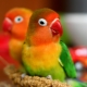 Lahat tungkol sa lovebirds parrots