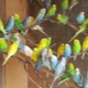 Tutto sull'allevamento dei pappagalli