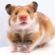 All about the Syrian hamster