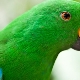 Viss par zaļajiem papagaiļiem