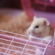 Hamster için dolgu maddesi seçimi