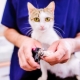 Een schaar kiezen voor het knippen van nagels bij katten