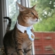 Odabir feromonske ogrlice za mačke