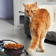 Chọn thức ăn khô cho mèo lớn tuổi