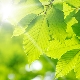Green color in psychology: what does it mean and symbolize?