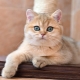 Zlatá britská činčila: popis koček, povahové rysy a pravidla péče