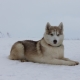 Aljašský husky: vlastnosti plemene a chov