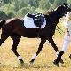 Horse harness: isang listahan ng mga kinakailangang accessories