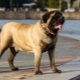 English Mastiff: characteristics and recommendations for choosing