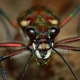 Arachnophobia: tünetek és gyógymódok