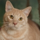 Āzijas tabby: kaķu šķirnes apraksts un uzturēšanas noteikumi