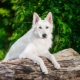 Baltais vācu aitu suns: funkcijas un saturs