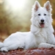 Weißer Schweizer Schäferhund: Rassebeschreibung und Zucht