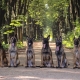 Anjing gembala Belgium: ciri, jenis dan kandungan