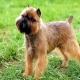 Belgian Griffon: description of dogs and their content