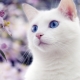 Baltos katės mėlynomis akimis: ar jos kurčios ir kokios jos?