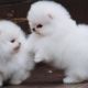 كلب صغير طويل الشعر الأبيض سبيتز: الوصف والشخصية والرعاية