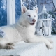 Husky blanc: caractéristiques de couleur et règles d'entretien