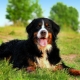 Anjing Gembala Bernese: penerangan baka dan penanaman