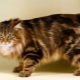 Kaķi bez astes: populāras šķirnes un to turēšanas noteikumi