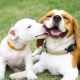 Beagle e Jack Russell Terrier: confronto di razza