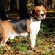 Beagle: popis chovu a rysy péče