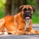 Boxerek: kutyafajták története, temperamentum, legjobb nevek és ápolási jellemzők