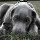 Anjing besar berbulu halus: deskripsi trah dan fitur perawatan
