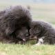 Големи пухкави кучета: характеристики, сортове, селекция и грижи