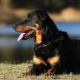 Beauceron: descripción de perros y contenido
