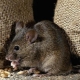Angst vor Mäusen: eine Beschreibung der Krankheit und wie man sie loswird
