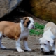 Bulldog brasiliano: tutto ciò che devi sapere sulla razza canina