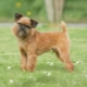 Brussels Griffon: characteristics of dogs and raising
